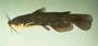Yellow bullhead