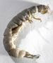 Caddisfly larva