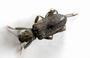 Adult riffle beetle