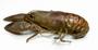 Rusty Crayfish