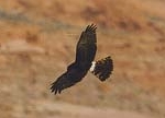 /user/Harrier3.jpg
