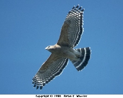 /user/RedShoulderBrianKWheelerSM.jpg