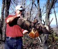 /user/RedTailBack2.jpg