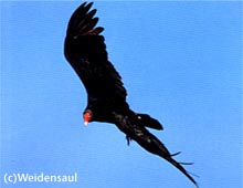 /user/Turkeyvulture.jpg