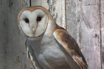 /user/anotherbarnowl.jpg