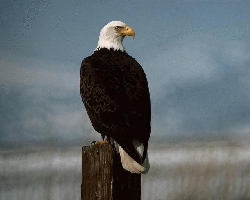 /user/beglonfencesm.jpg