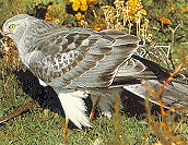 /user/harrier6.jpg