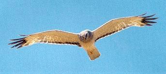 /user/harrier7.jpg