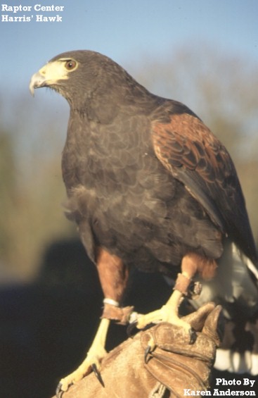 /user/harris_hawk_02.jpg