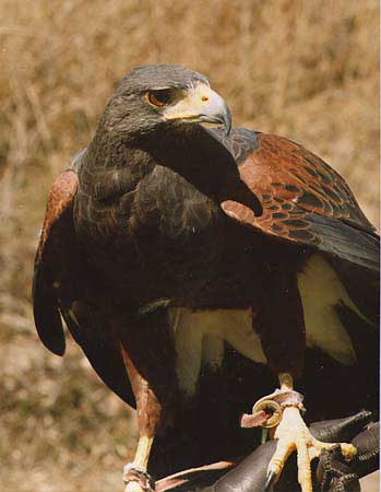 /user/harris_hawk_lrg.jpg