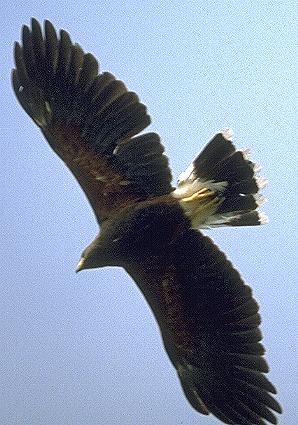 /user/harrishawk-tx.jpg