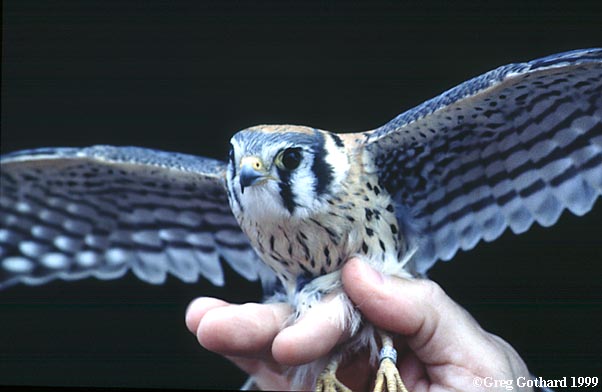 /user/malekestrel99-2.jpg