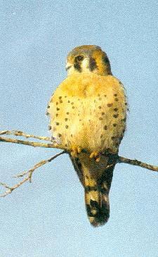/user/mkestrel.jpg