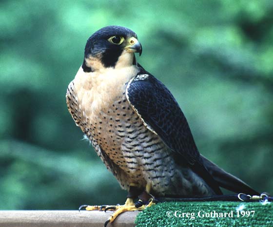 /user/peregrine1.jpg