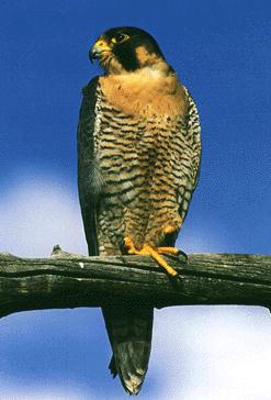/user/pfalcon1.jpg
