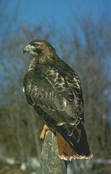 /user/rRed-tailedHawk.jpg