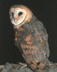 /user/tyto1sm.jpg