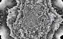 image19.gif