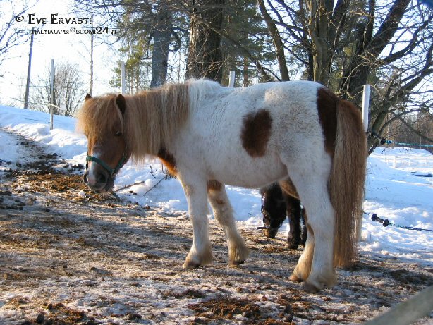Herkku helmikuun alussa vuonna 2004