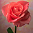 Learn about the symbolism of flowers