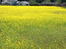 California wild flowers