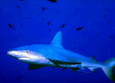 shark