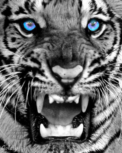 Cat Representation of Arun