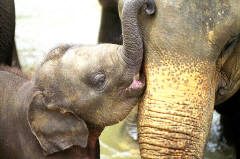 Mommy I wanna kiss you!