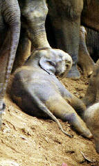 Ah! lemme rest for a while, I'm a new born baby!