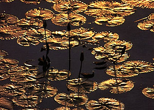 Nelum Flowers grown in ponds
