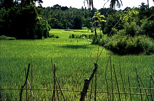 A beautiful Paddy field