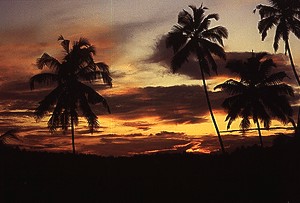 A sunset through the trees
