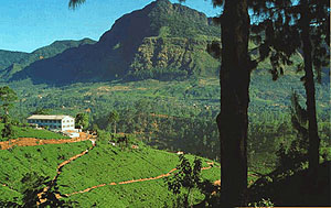 Tea estate - a refreshing site