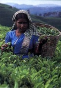The refreshing smell of Ceylon Tea begins from here
