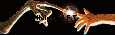 sh_logo_anim.gif - 115 x 35 - 18 kb