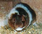 cuddles.jpg (8568 bytes)
