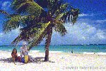 The Caribbean