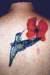 Hummingbird