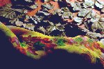 Autumn Leaves