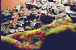Autumn Leaves