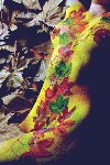 Autumn Leaves