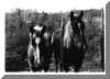 horses.jpg