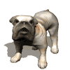 Bulldog Newsletter