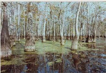 Honey Island Swamp