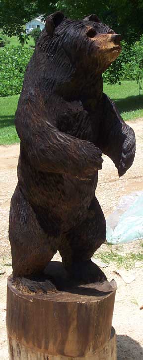 This bear is guarding his stash of umbrellas