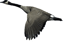 Guided Goose & Duck Hunts in Southern Ontario