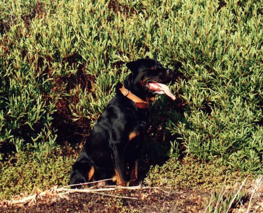 Sinai - 18 meses