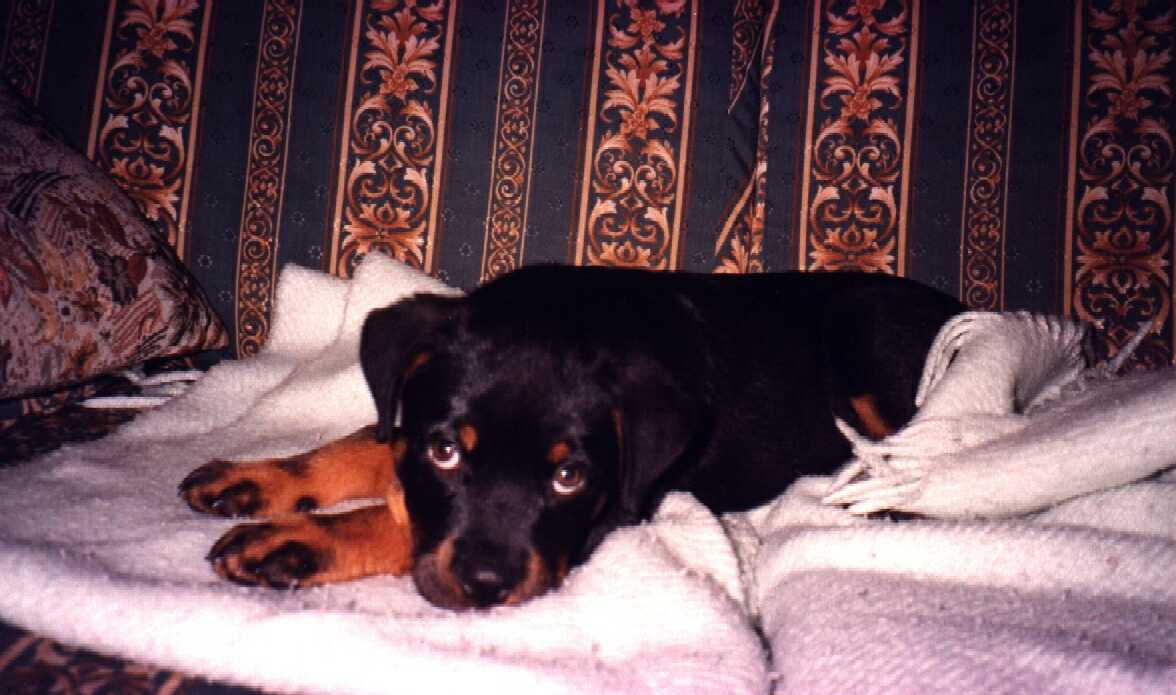 Sinai - 3 meses