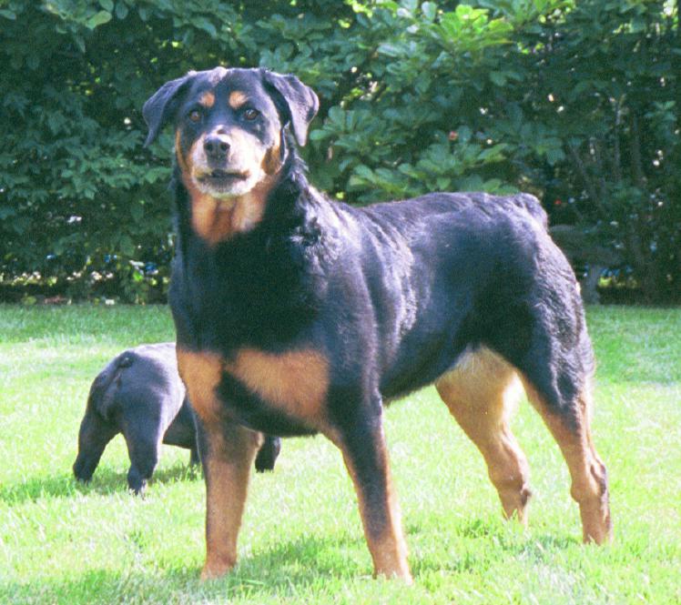 Trojan rottweilers hot sale