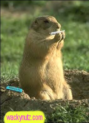 Click on picture for other animal pics